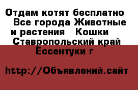 Отдам котят бесплатно  - Все города Животные и растения » Кошки   . Ставропольский край,Ессентуки г.